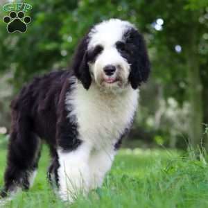 Wyatt, Sheepadoodle Puppy